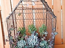 多肉植物の寄せ植えINセリアの100均商品で作るバードケージ風コンテナ(^^♪