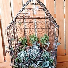 多肉植物の寄せ植えINセリアの100均商品で作るバードケージ風コンテナ(^^♪