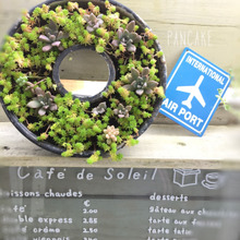 No Green No Life ☆お手入れ簡単多肉植物☆