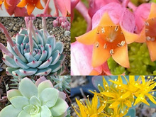 多肉植物を殖やそう♪葉挿し編 1枚の葉から同じ品種を育てよう(^^♪☆