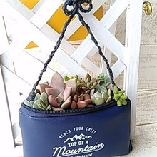 多肉植物の寄せ植え♪FLET’Sの100均ポーチに!(^^)!