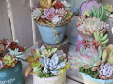 【大人気】多肉と相性抜群!リメ缶&リメ鉢の作り方