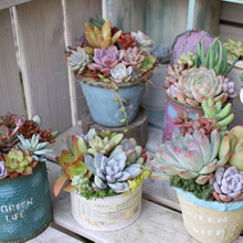 【大人気】多肉と相性抜群!リメ缶&リメ鉢の作り方