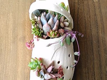 多肉植物の寄せ植えINダイソーの100均サンダル(^^♪