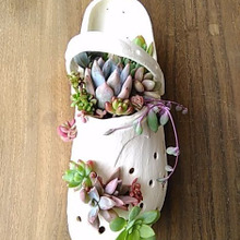 多肉植物の寄せ植えINダイソーの100均サンダル(^^♪