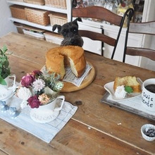 コーヒードリッパーを植木鉢に!多肉、ハーブを植える