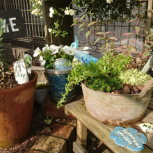 【100均リメイク】ガーデニングが盛り上がる!ダイソーのセメントでガーデン雑貨DIY☆