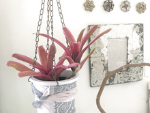 コツなし!すぐでき!100均で一瞬にしてプラ鉢をかわいくカバー♪