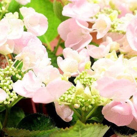 あじさいのカメレオンの花