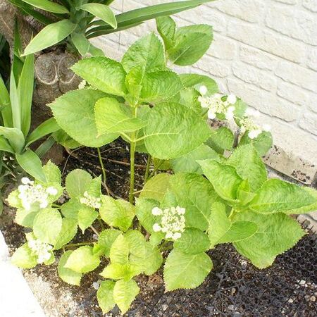 花壇に植えたアジサイ