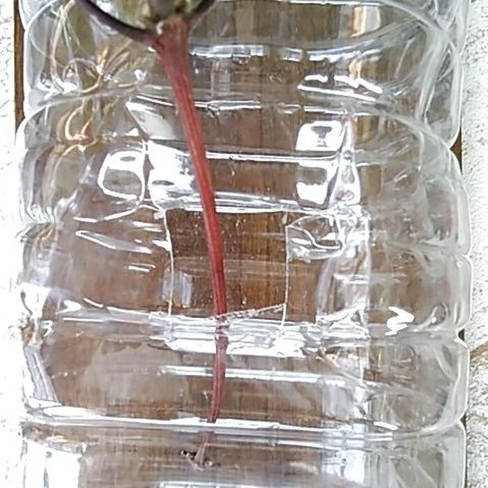 今回、水挿しに使う容器はペットボトルです(^^♪