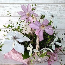 クレマチスを殖やそう(^^♪水挿し編・ペットボトルで水挿し&発根♡