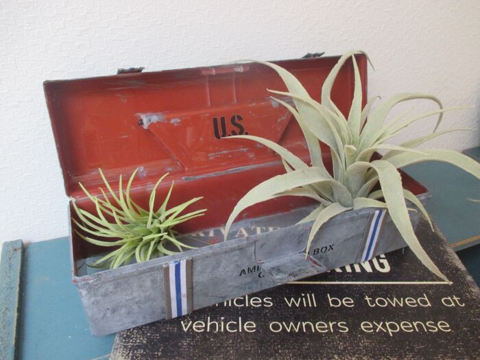 グリーンのディスプレイにもいい感じ♡