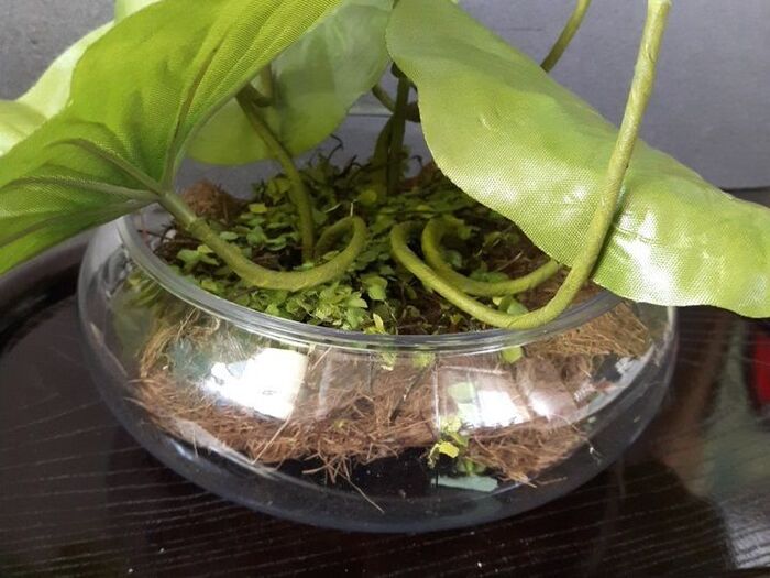 4、蓮の花を鉢に植える。