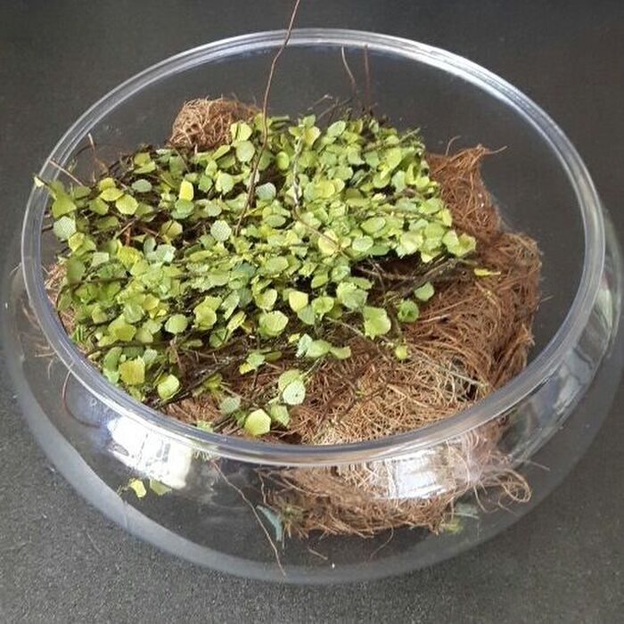 3、透明な鉢の中に蓮の根の部分を作る。