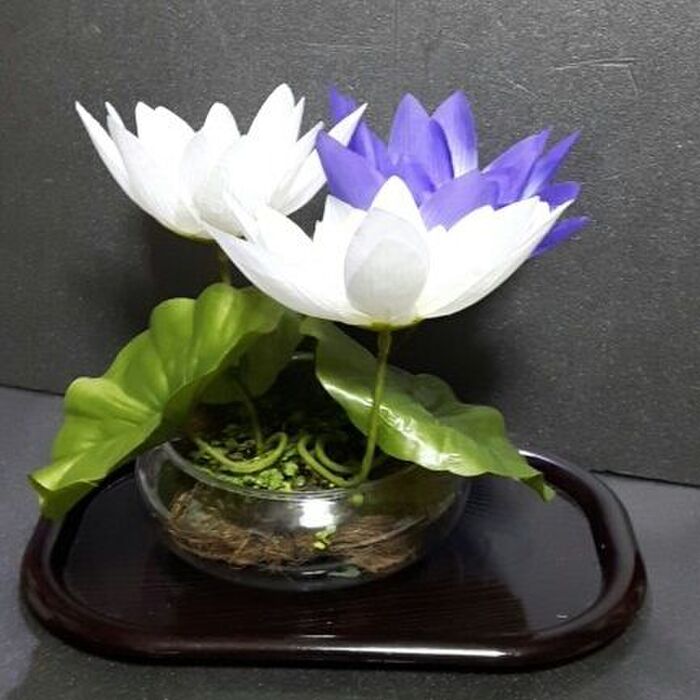 蓮の花の盆栽の完成品