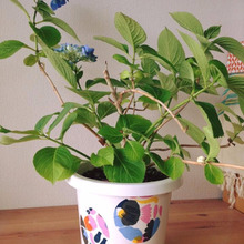 初心者さんでも簡単!ダイソーの白い鉢にデコパージュ♪