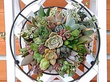 セリアの100均鍋敷きをベースに。多肉植物の寄せ植え「タブロー」を作ろう(^^♪