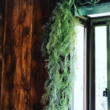 ついに出た~108円には見えないフェイクグリーン(o´〰`o)❤