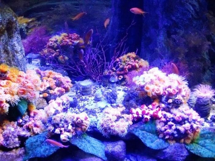 すみだ水族館 年間パスポート(大人2名分)