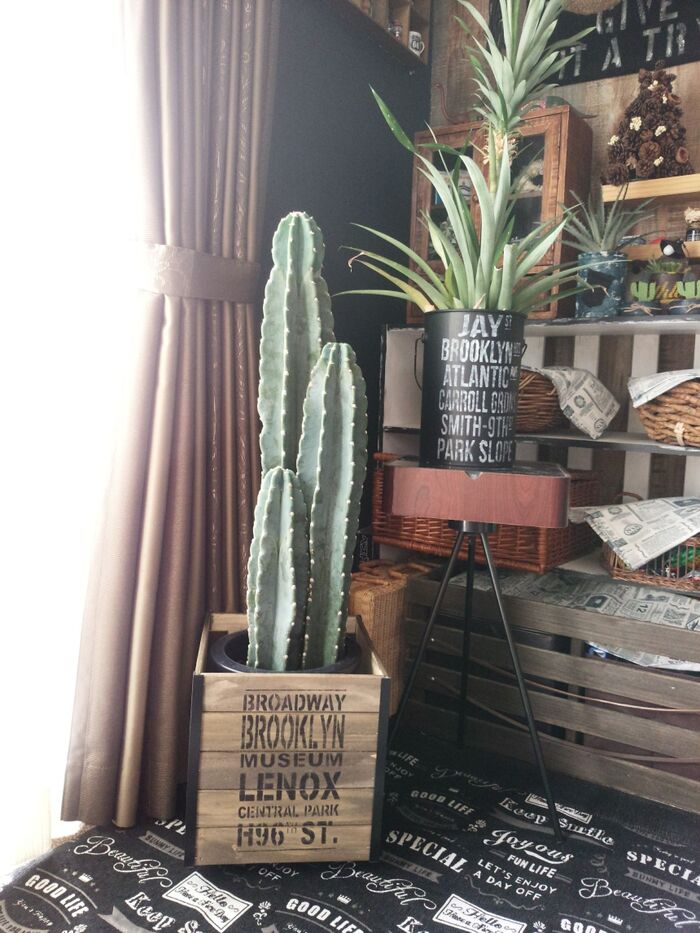 すのこで作るサボテン鉢! 収納ボックスにも