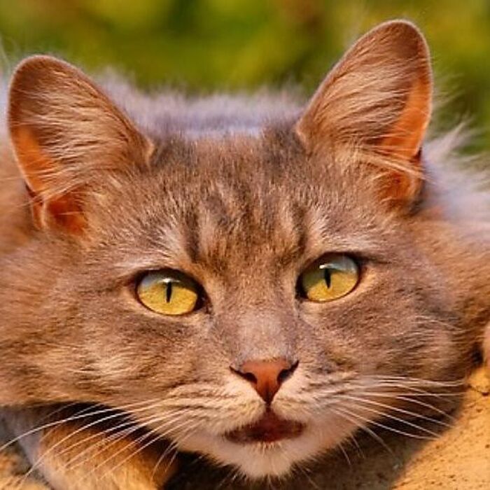 分かっているのにできない事をやるために