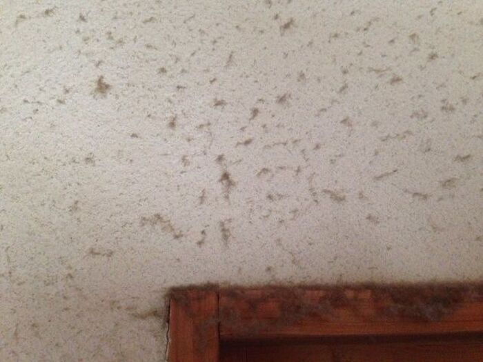 オキシクリーンの使い方(壁そうじ編)