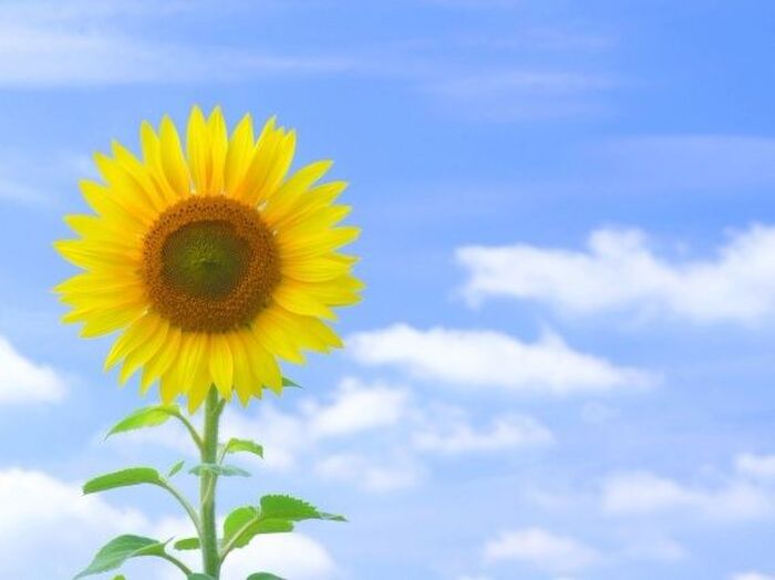 夏休みは“家でゴロゴロ”か“仕事”!? 理想と現実が垣間見えた、夏の動向調査