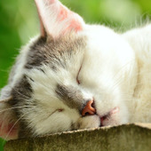 眠れない時は目をつぶって横になるだけでもいいって本当?