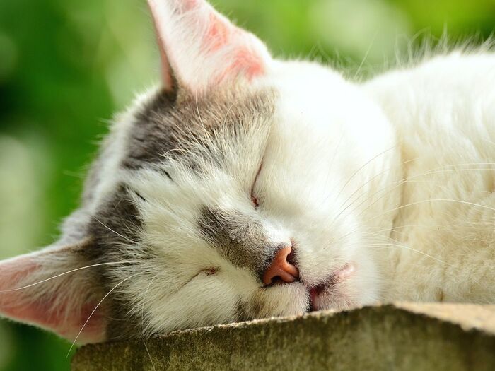 眠れない時は目をつぶって横になるだけでもいいって本当?