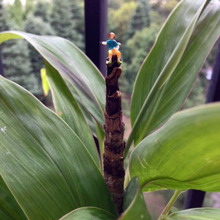 100均ジオラマ人形をグリーンに飾って♪ミニチュア世界を楽しもう