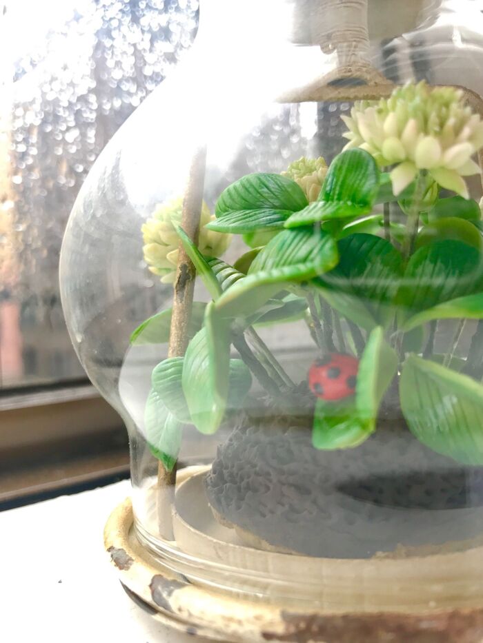 先生が撮影した写真