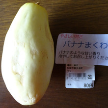 やさしい甘さ。フルーツのような新顔野菜!