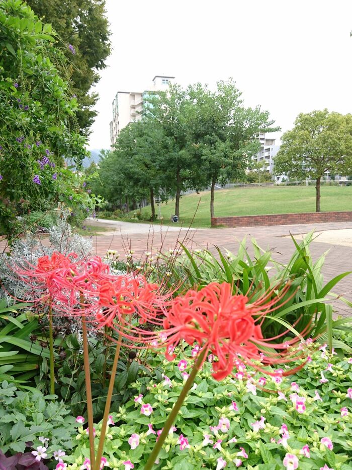 もちパパwonderland