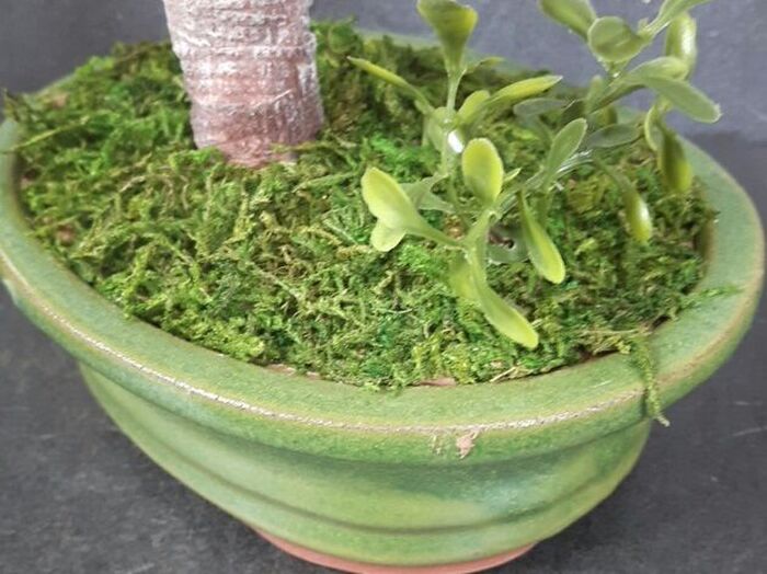 3、りんご?の木を植木鉢に植える。