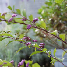 逆光写真を撮ってみよう!