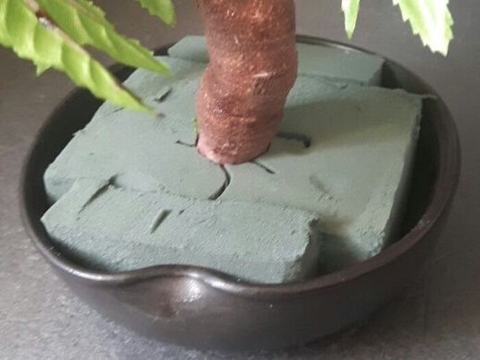 2、もみじの木を植木鉢に固定する。