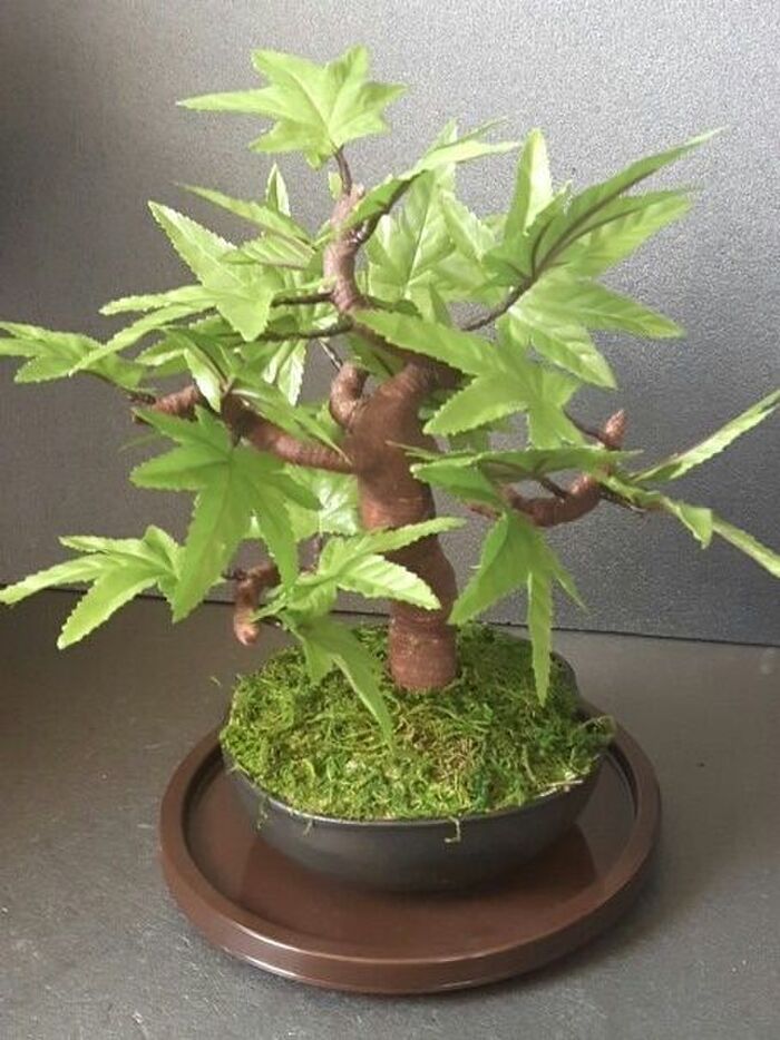 今はまだ若葉の状態のもみじをミニ盆栽にしてみました。