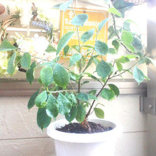 100均の植物は丈夫で繁殖力も旺盛★ダイソーのカジュマル