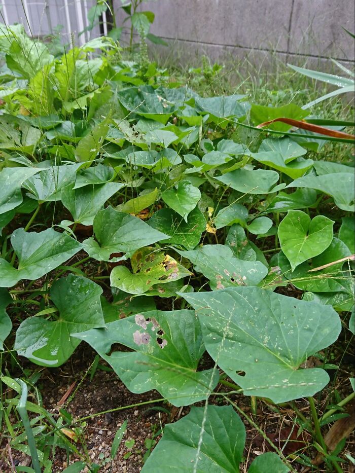 葉が茂る