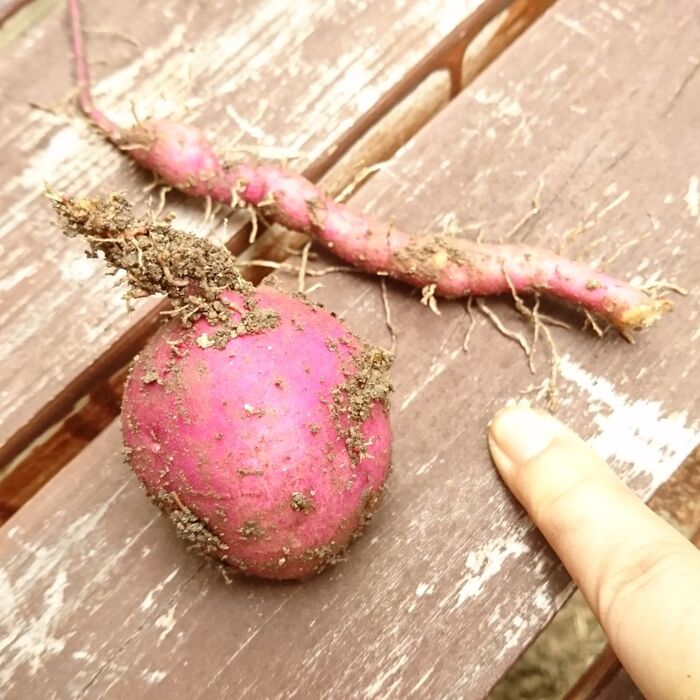お芋の端っこ、捨てないで植えてみました♪んっ♪いいかも!!