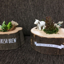 100均昆虫飼育用エサ皿がお洒落な木株インテリアに(´∀`)