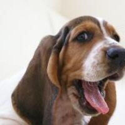 もちパパwonderland