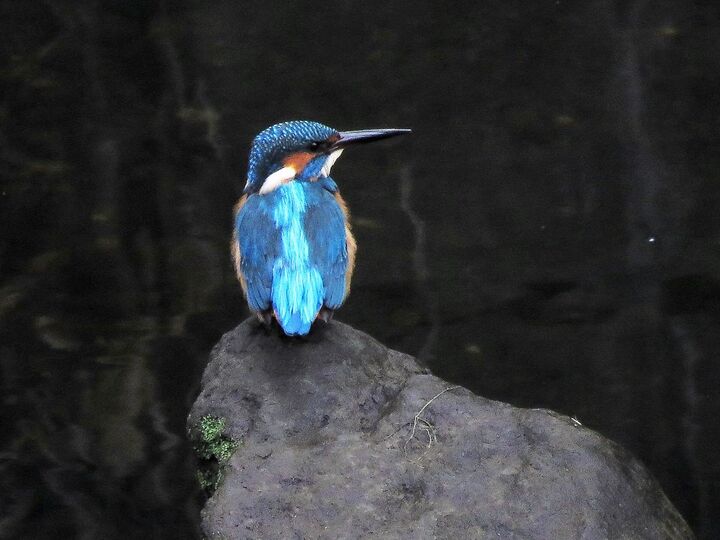かわいい鳥たちと出会える!『鳥さんぽをはじめよう』