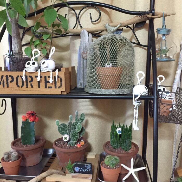 ⑦観葉植物もハロウィン?仕様!