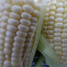 とうもろこしは・・・・夏の物!!とは、限らない。。。