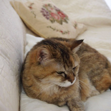 ペットの抜け毛のお掃除が楽に~!