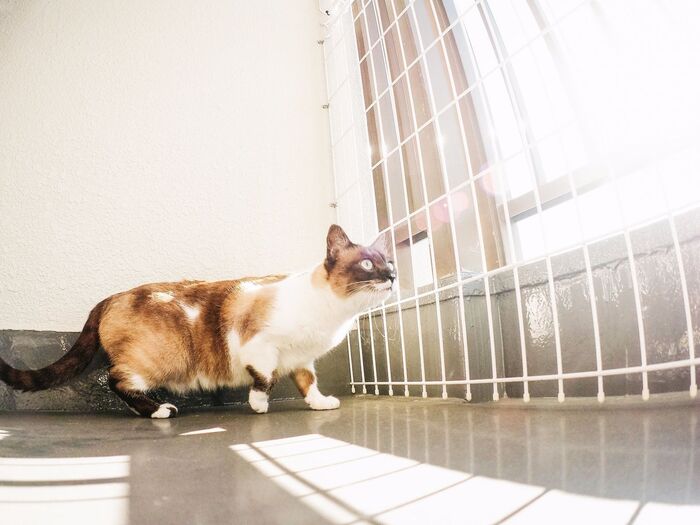 忘れがち……どれくらいの頻度でベランダ掃除している?方法とは