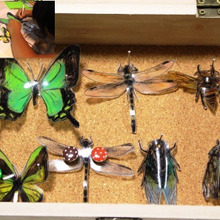 【試してみた】写して描いて!プラ板で虫ピン標本箱の作り方!