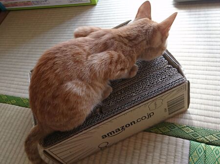 その1 猫の爪研ぎ 材料費ゼロ円!